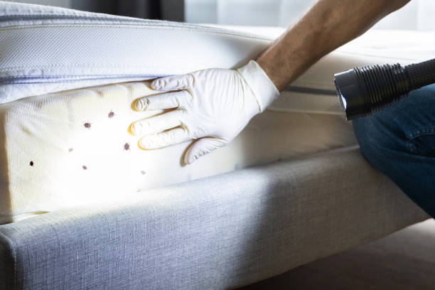 Best Termite Control Services  in Halsey, OR
