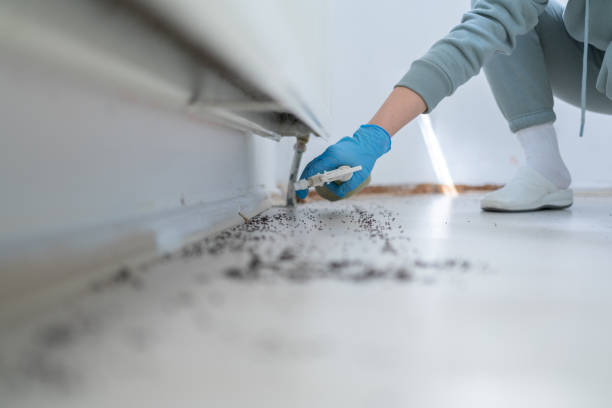 Wasp Removal Services in Halsey, OR